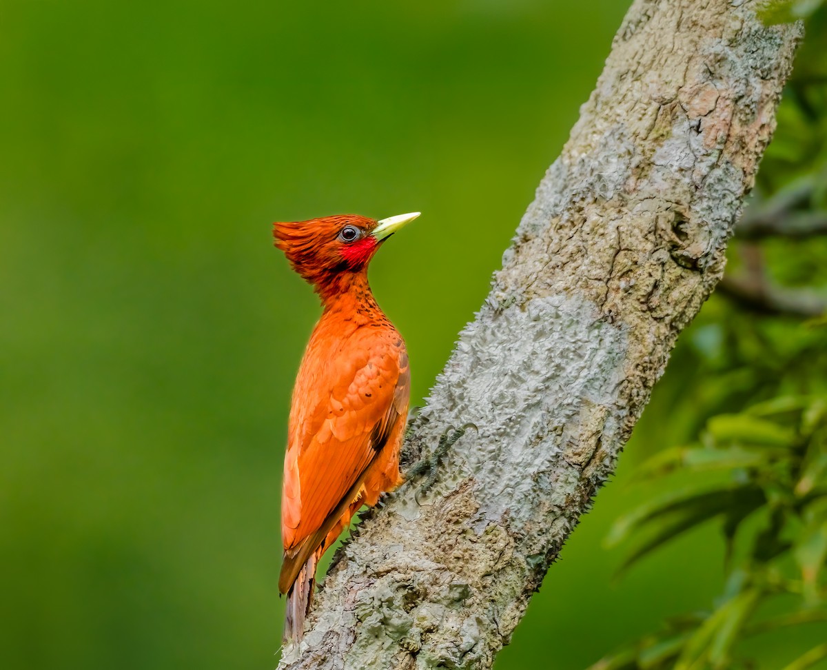 Waved Woodpecker - ML636948087