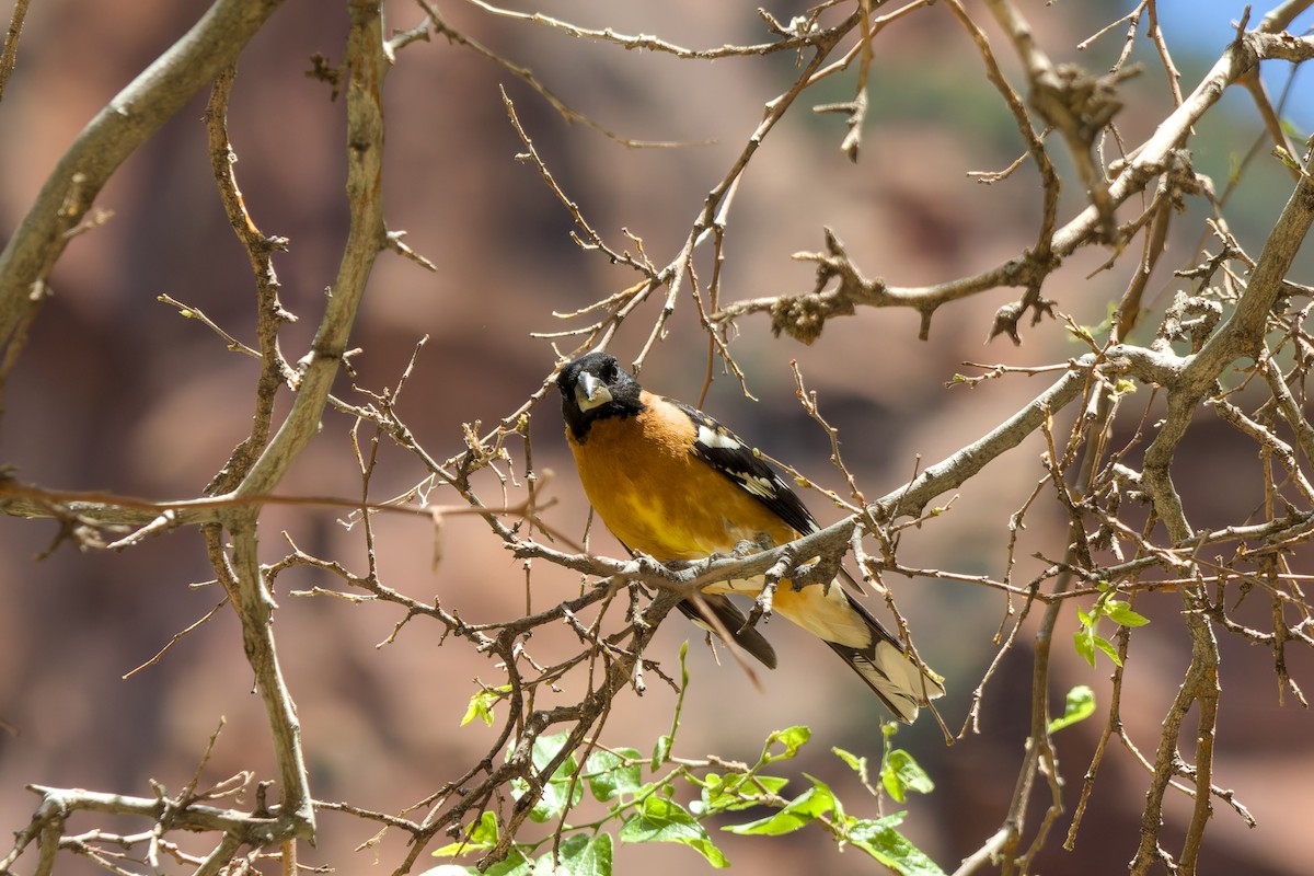 Black-headed Grosbeak - ML636948090