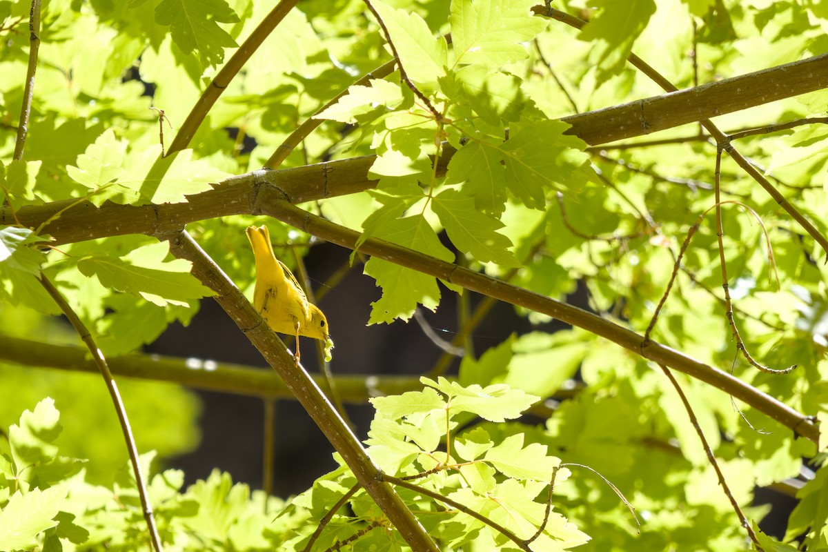 Yellow Warbler - ML636948094