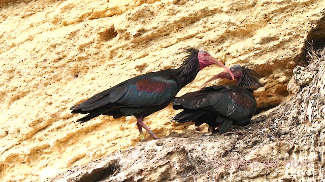 Northern Bald Ibis - ML636948116