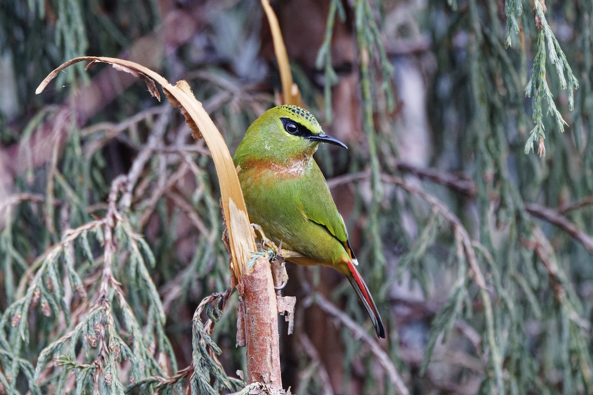 Fire-tailed Myzornis - ML636948124