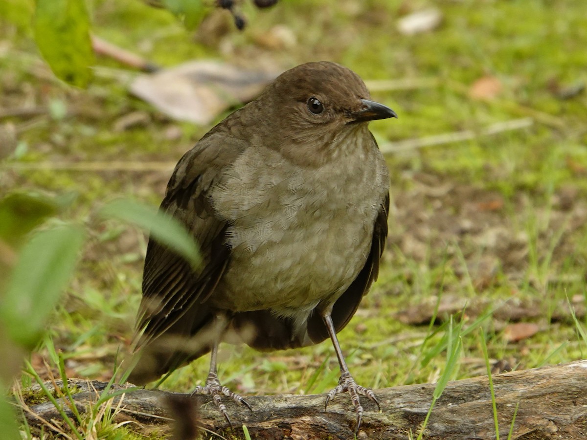 Mountain Thrush - ML636948146