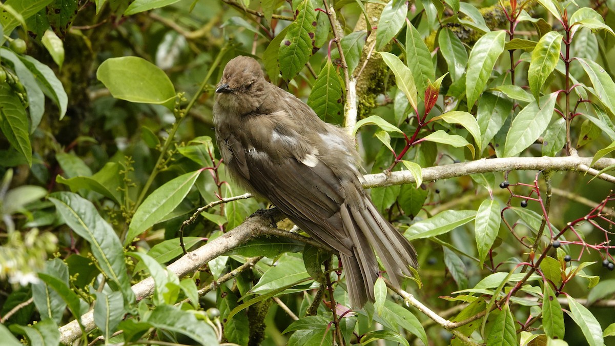 Mountain Thrush - ML636948147