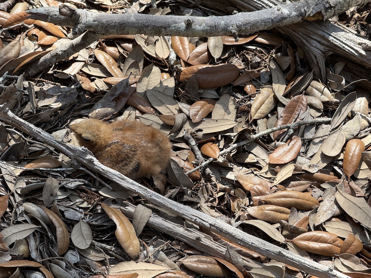 Chuck-will's-widow - ML636948162