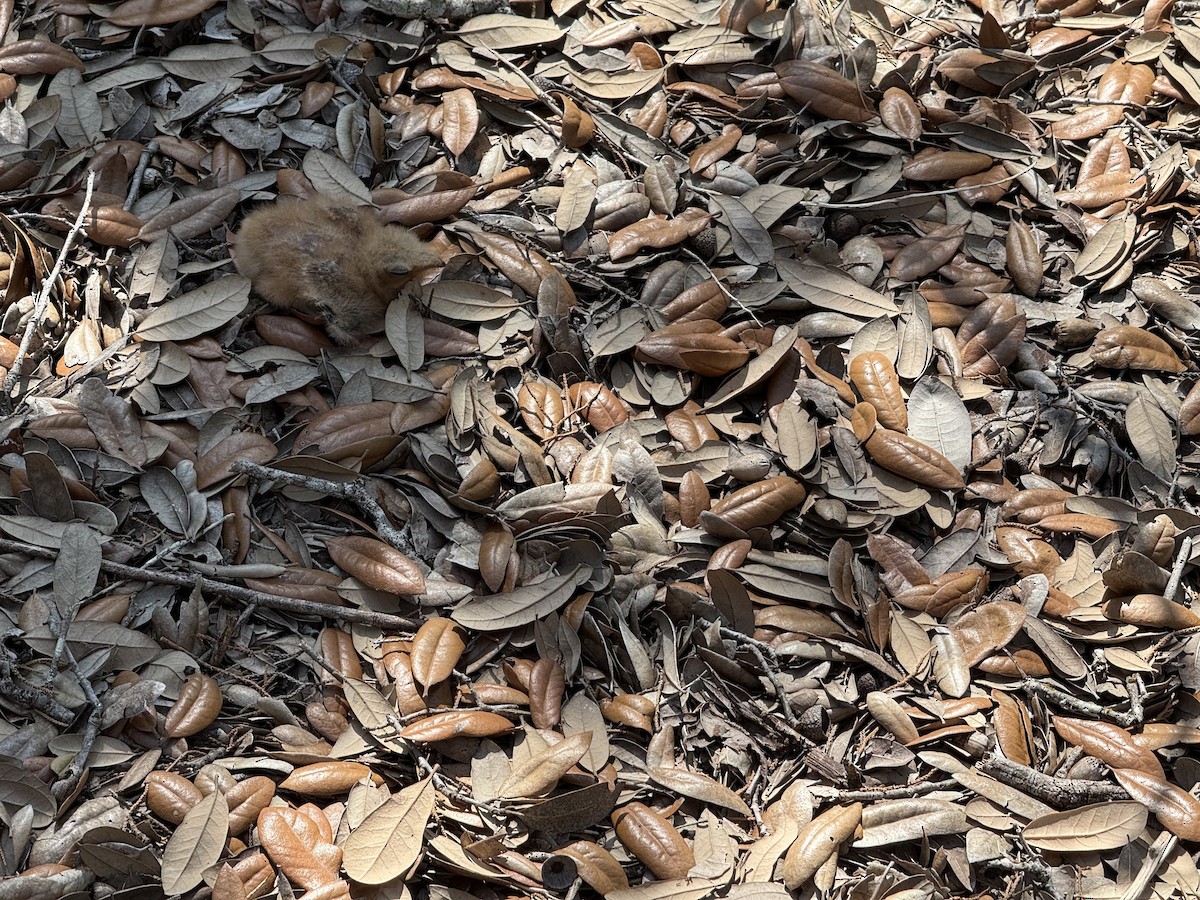 Chuck-will's-widow - ML636948163