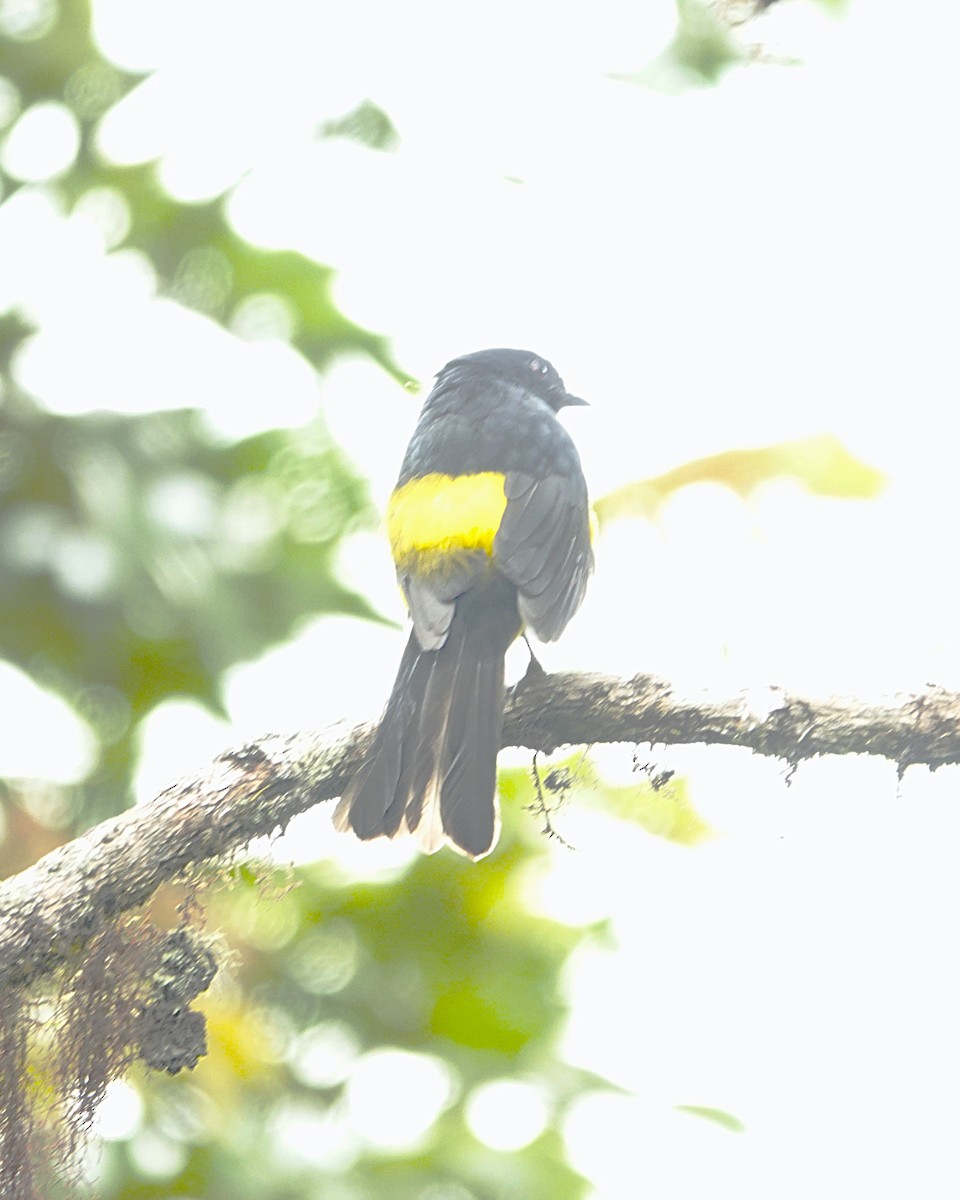 Black-and-yellow Silky-flycatcher - ML636948181