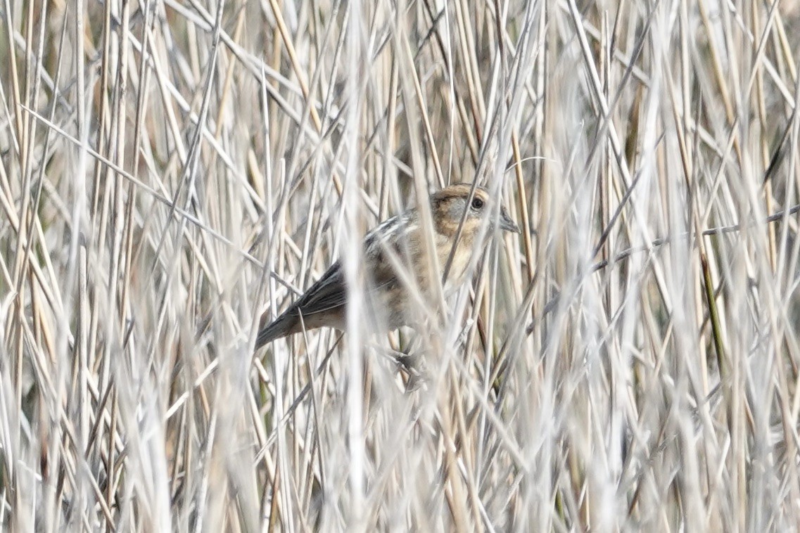 Nelson's Sparrow - ML636948192