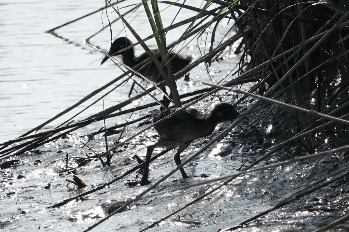 Clapper Rail - ML636948225