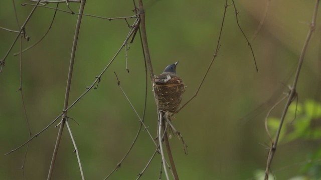 Black-naped Monarch - ML636948283