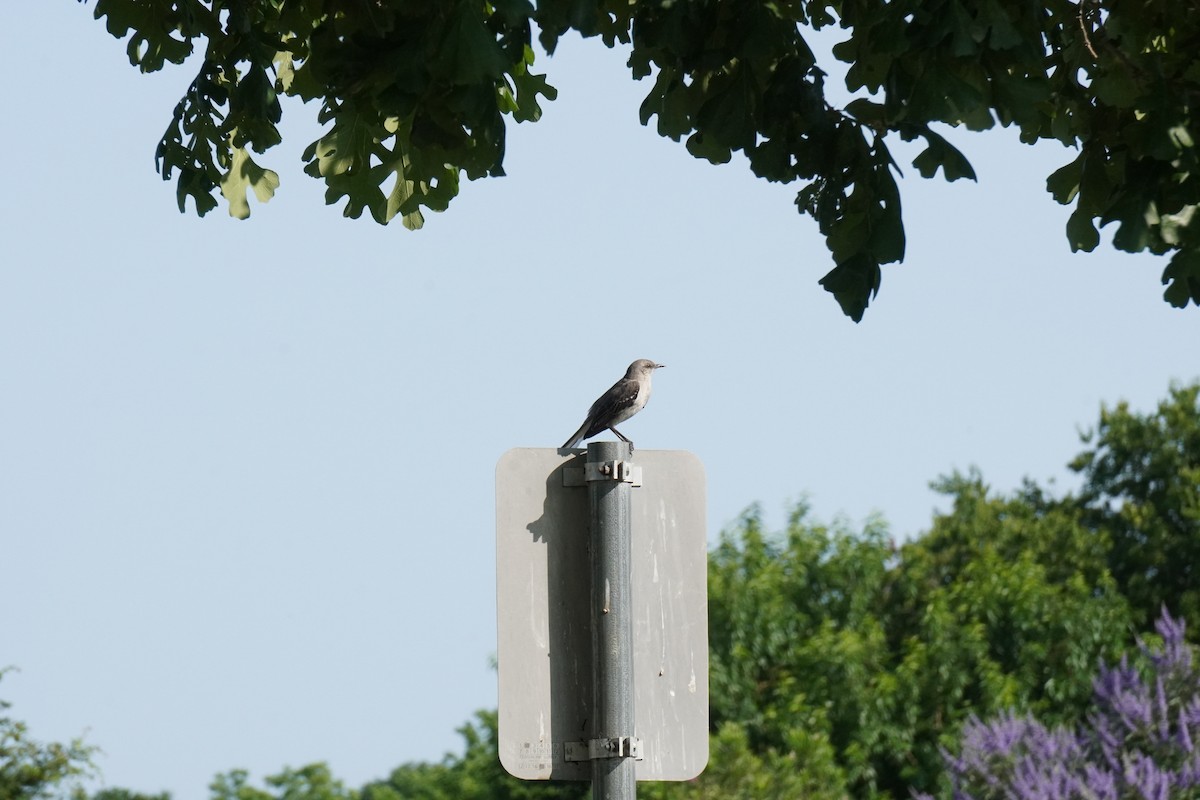 Northern Mockingbird - ML636948331