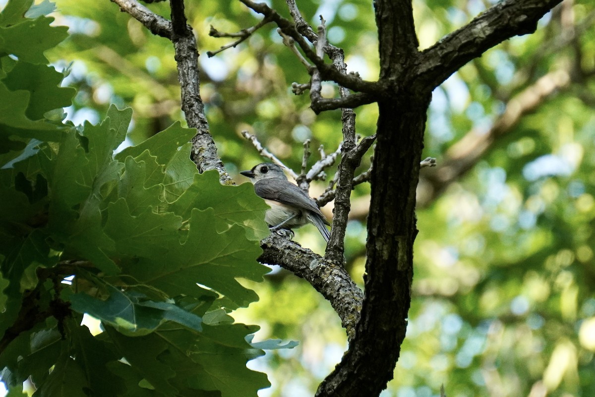 Tufted Titmouse - ML636948334