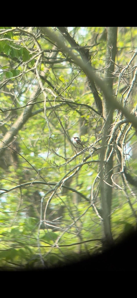 Chestnut-sided Warbler - ML636948598