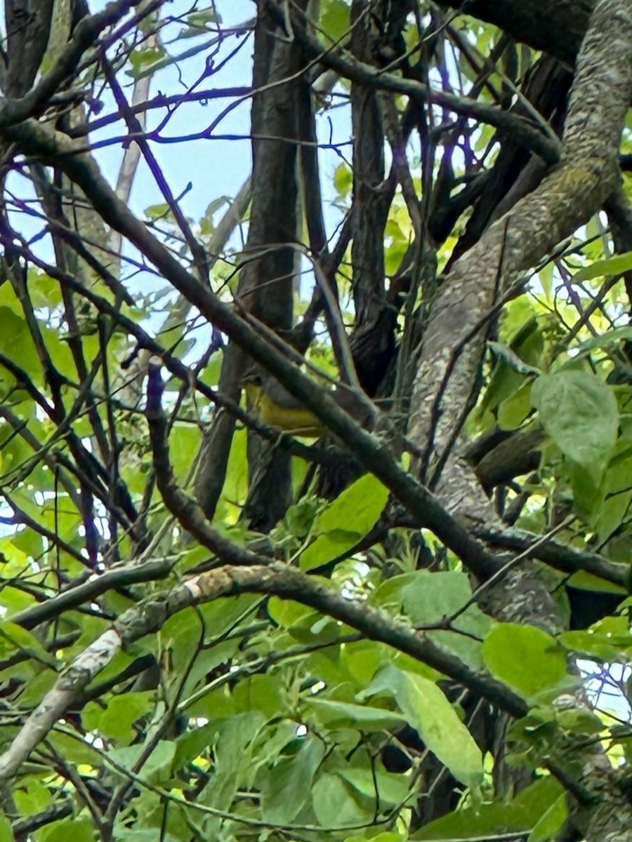 Canada Warbler - ML636948609