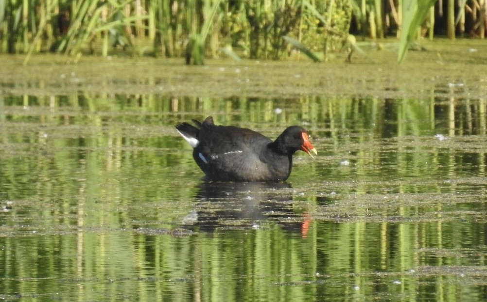 Common Gallinule - ML636948643