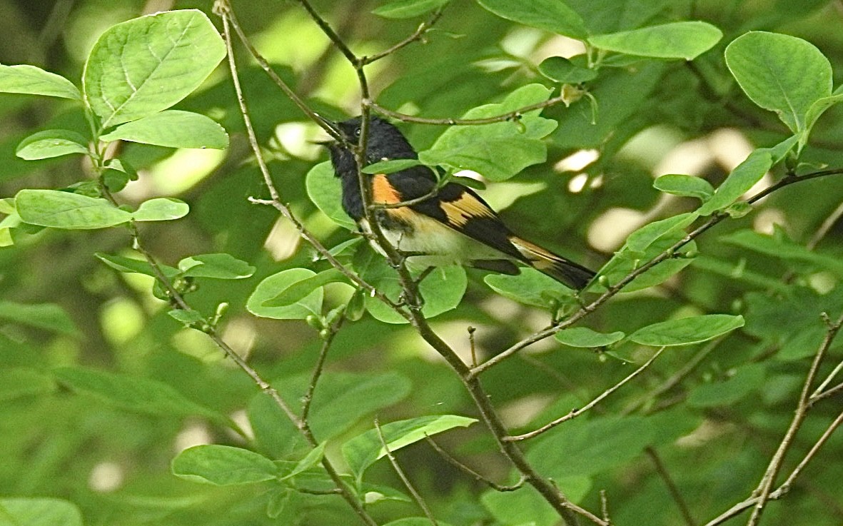 American Redstart - ML636948659