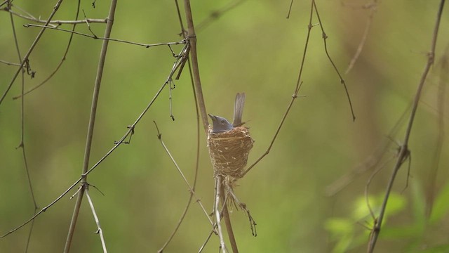 Black-naped Monarch - ML636948718