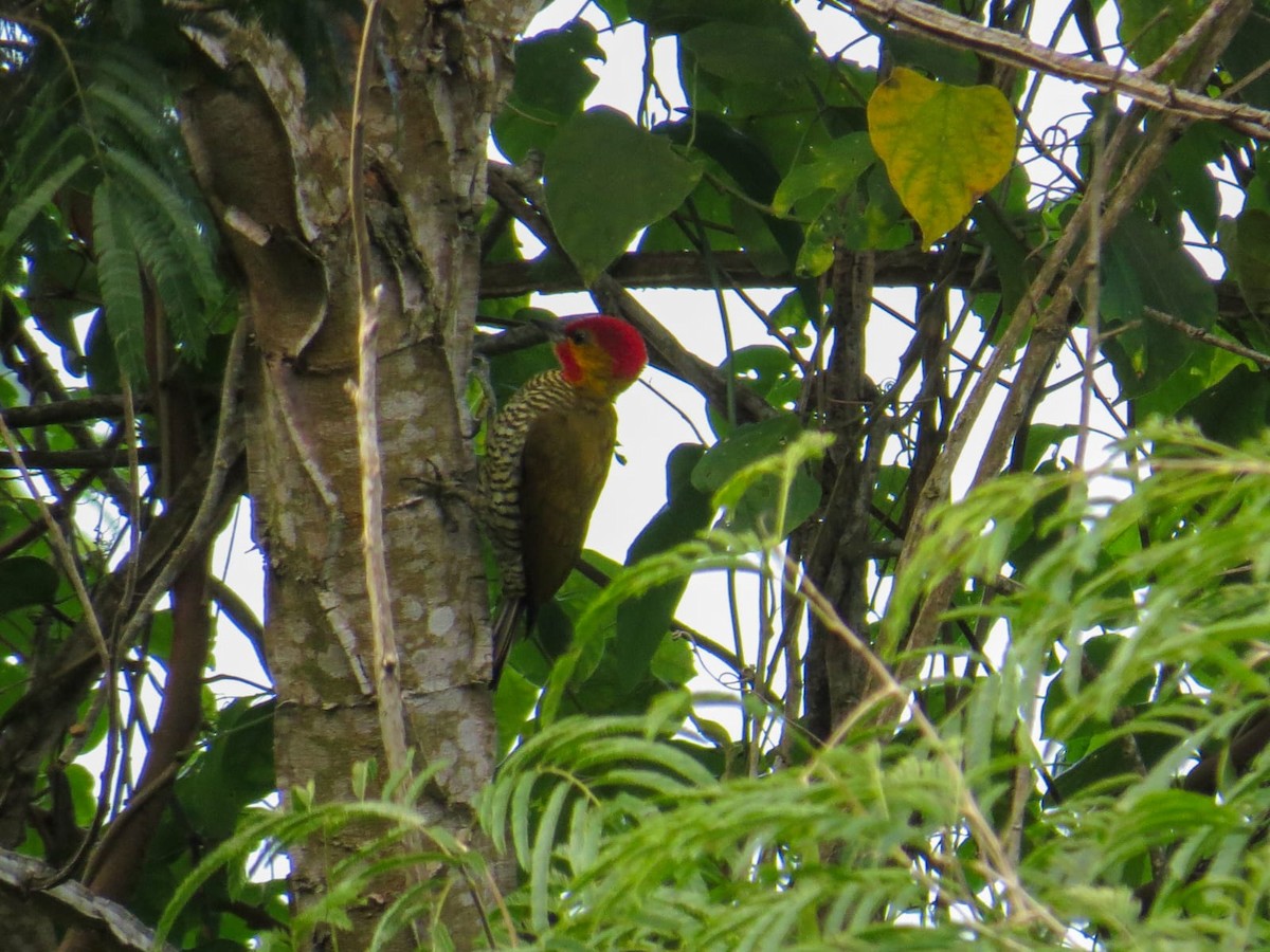 Yellow-throated Woodpecker - ML636948860