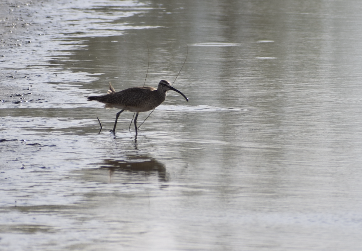 Whimbrel - ML636949059