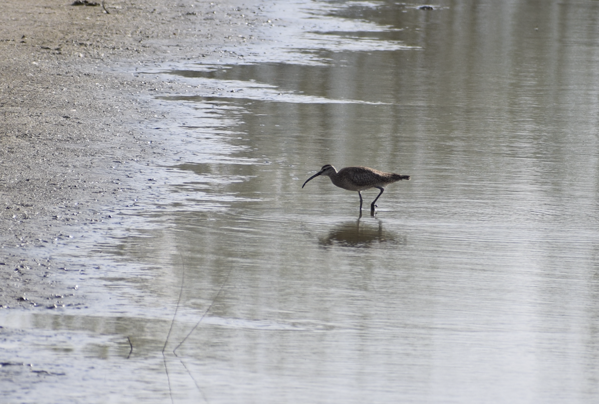 Whimbrel - ML636949060