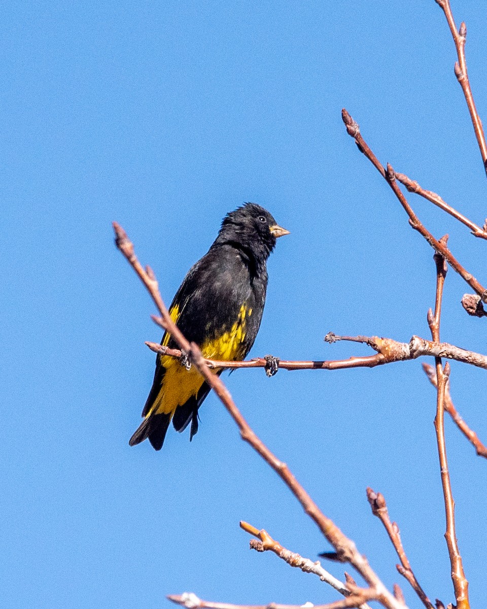 Black Siskin - ML636949069