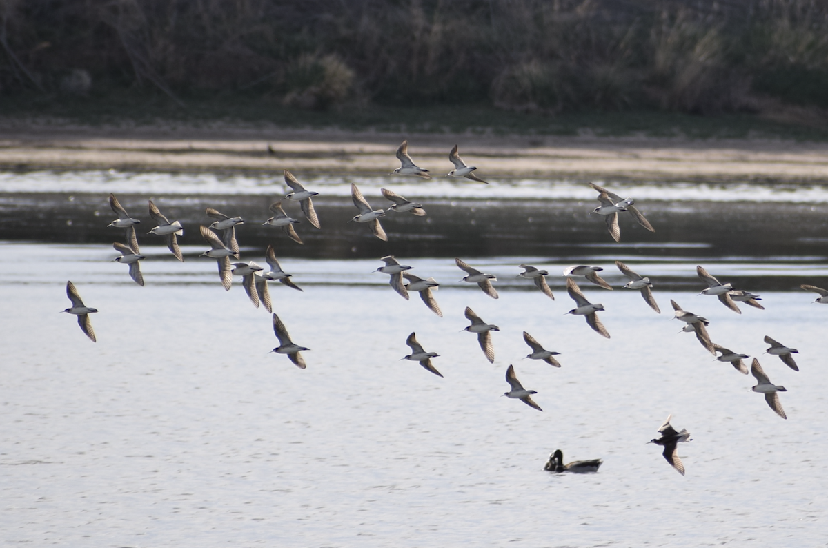 Wilson's Phalarope - ML636949072