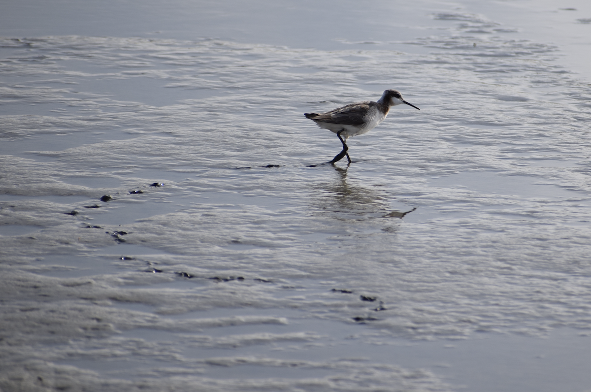 Wilson's Phalarope - ML636949073
