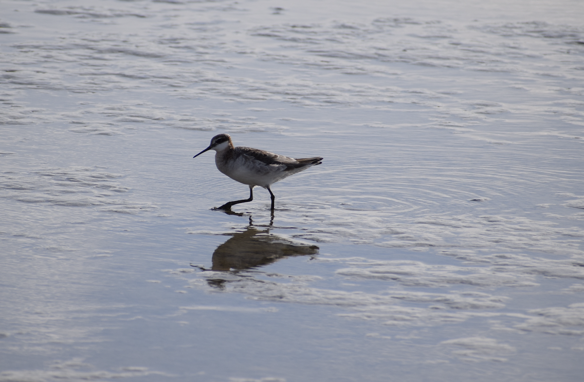 Wilson's Phalarope - ML636949074