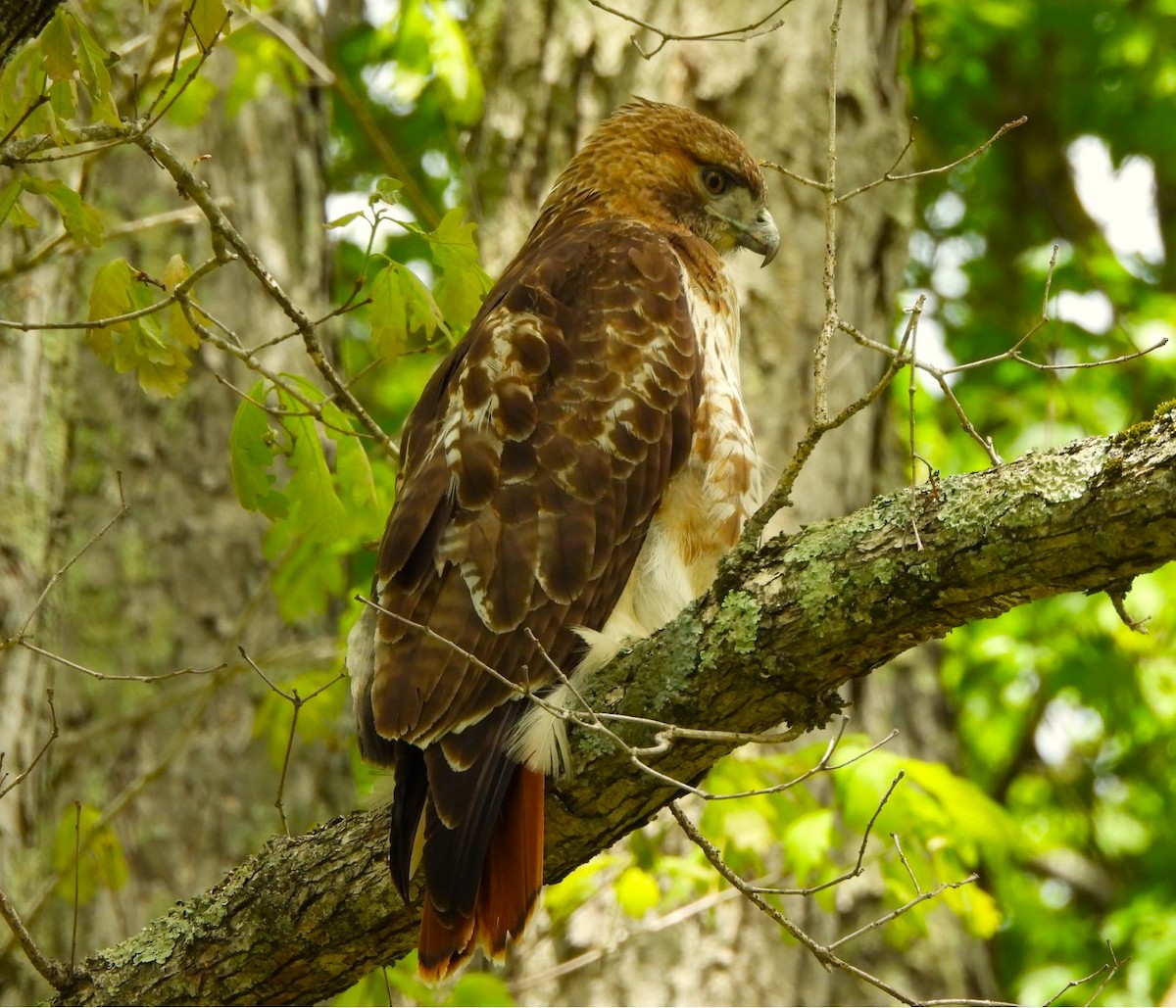Red-tailed Hawk - ML636949105