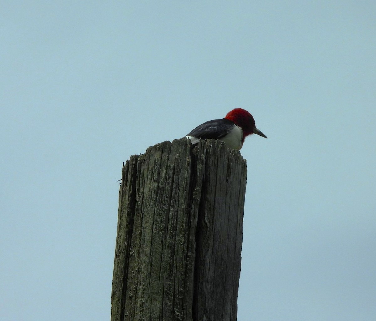 Red-headed Woodpecker - ML636949115