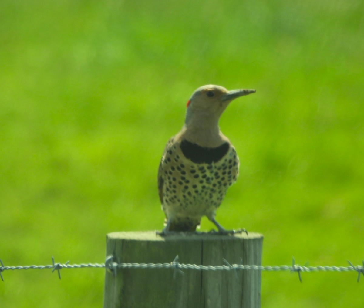 Northern Flicker - ML636949118
