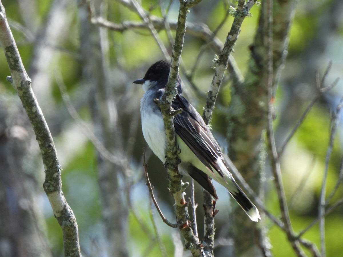 Eastern Kingbird - ML636949133