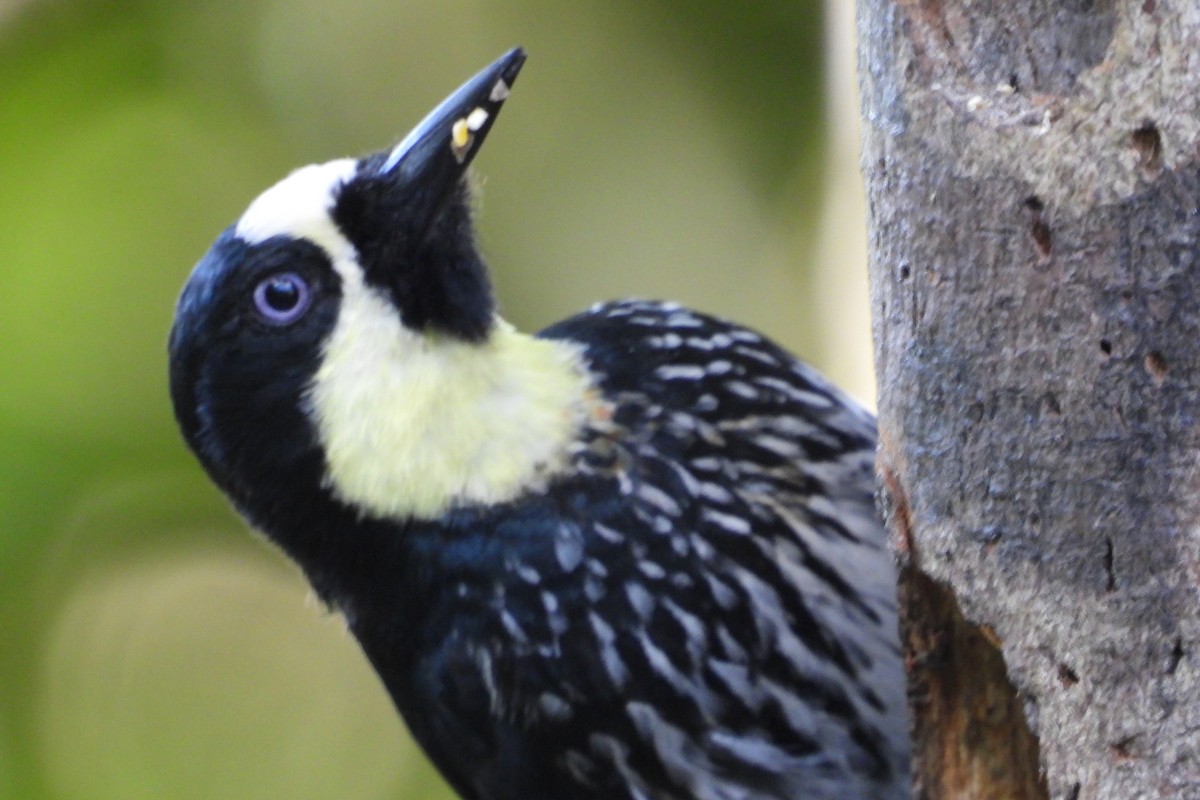 Acorn Woodpecker - ML636949140