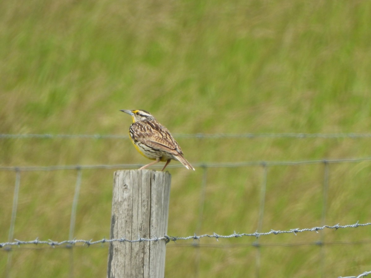 Eastern Meadowlark - ML636949147