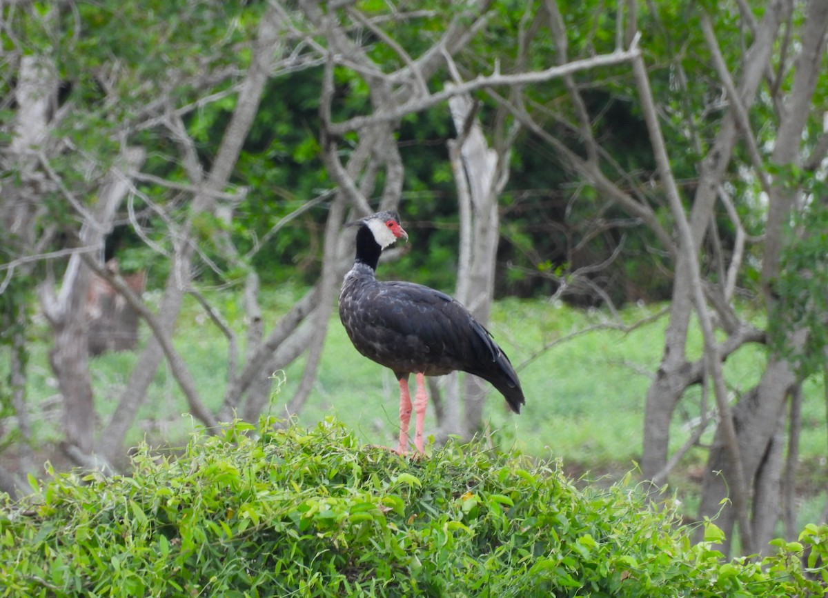 Northern Screamer - ML636949183