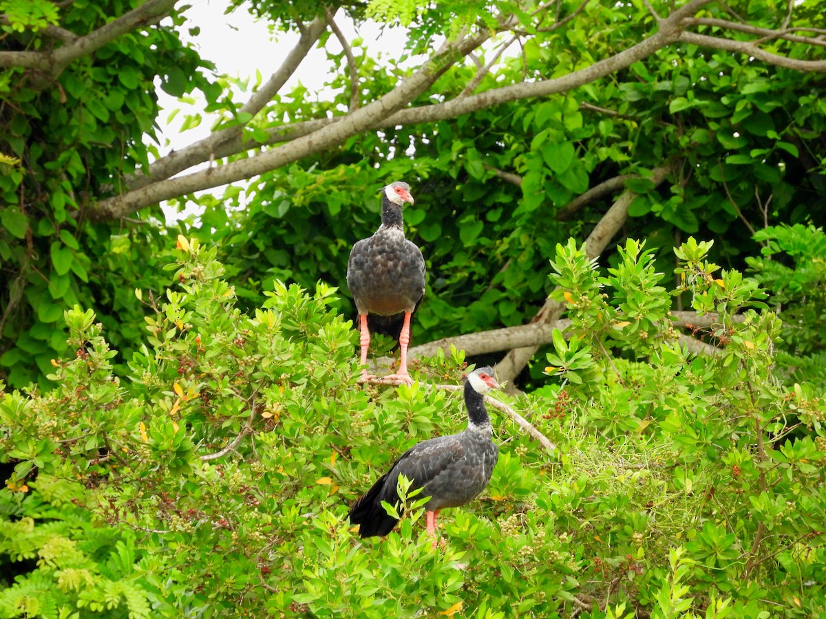 Northern Screamer - ML636949184