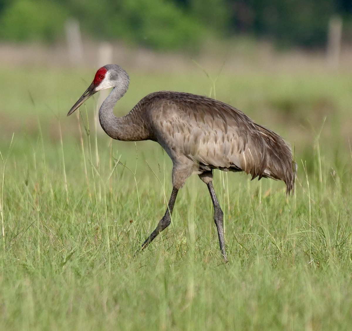 Sandhill Crane - ML636949208