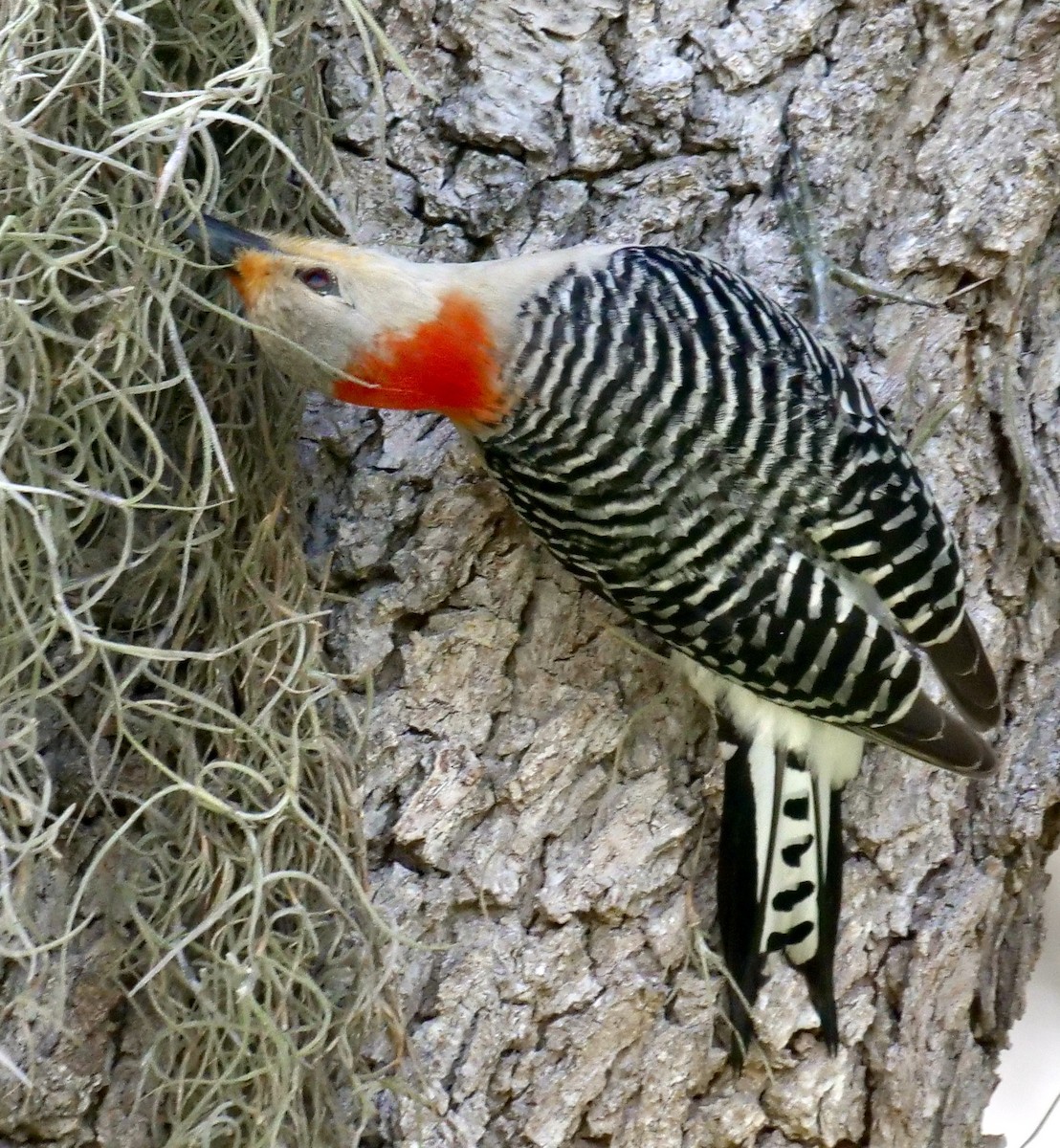 Red-bellied Woodpecker - ML636949243