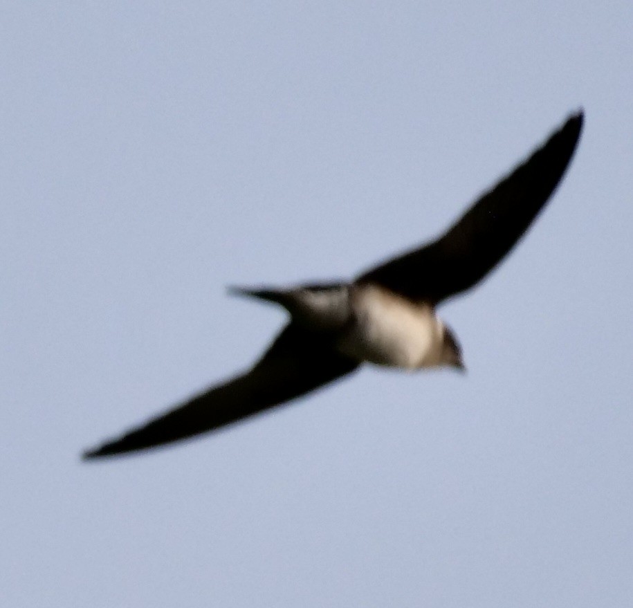 Purple Martin - ML636949268