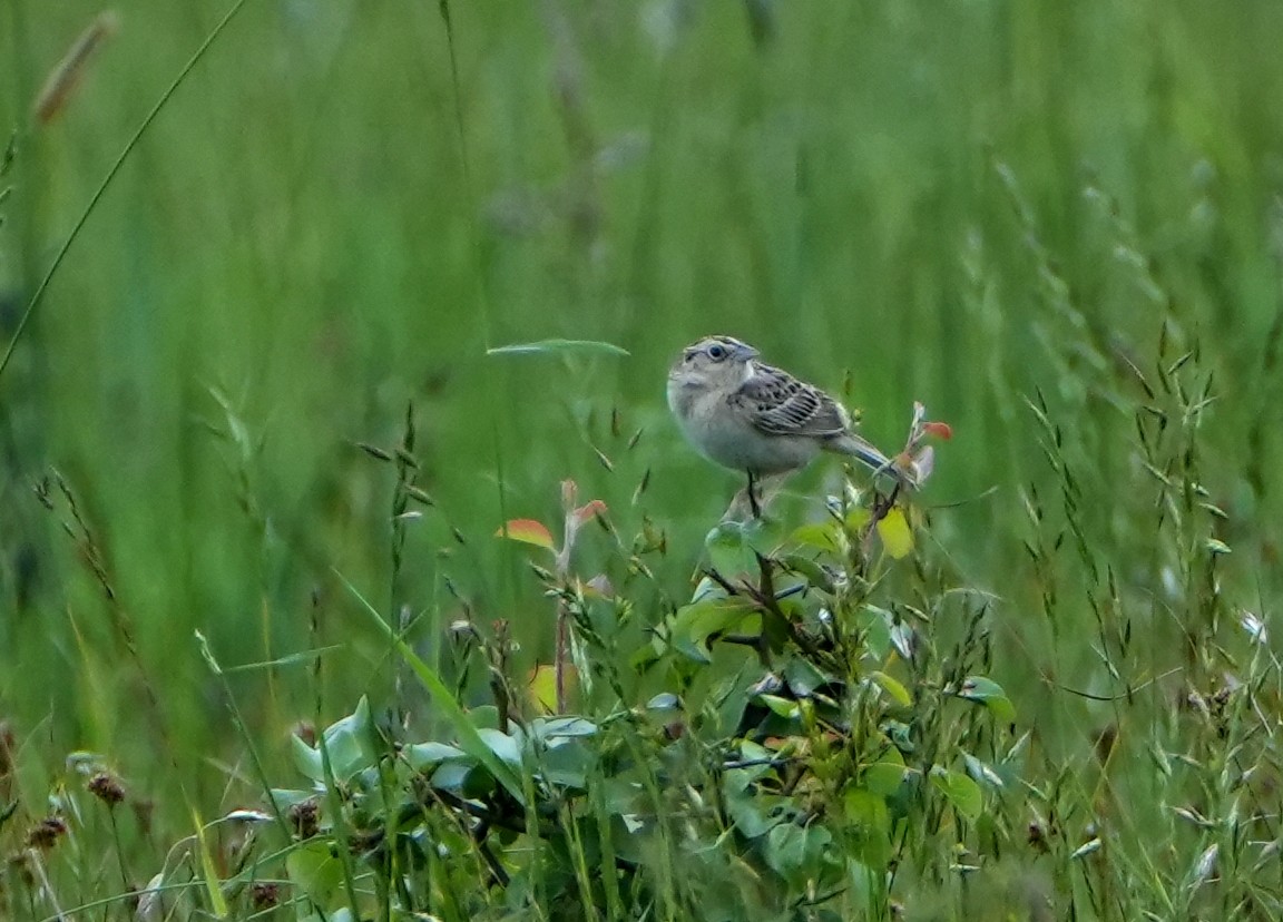 Grasshopper Sparrow - ML636949275