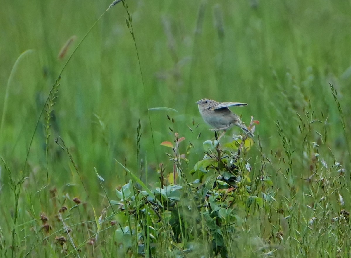 Grasshopper Sparrow - ML636949277