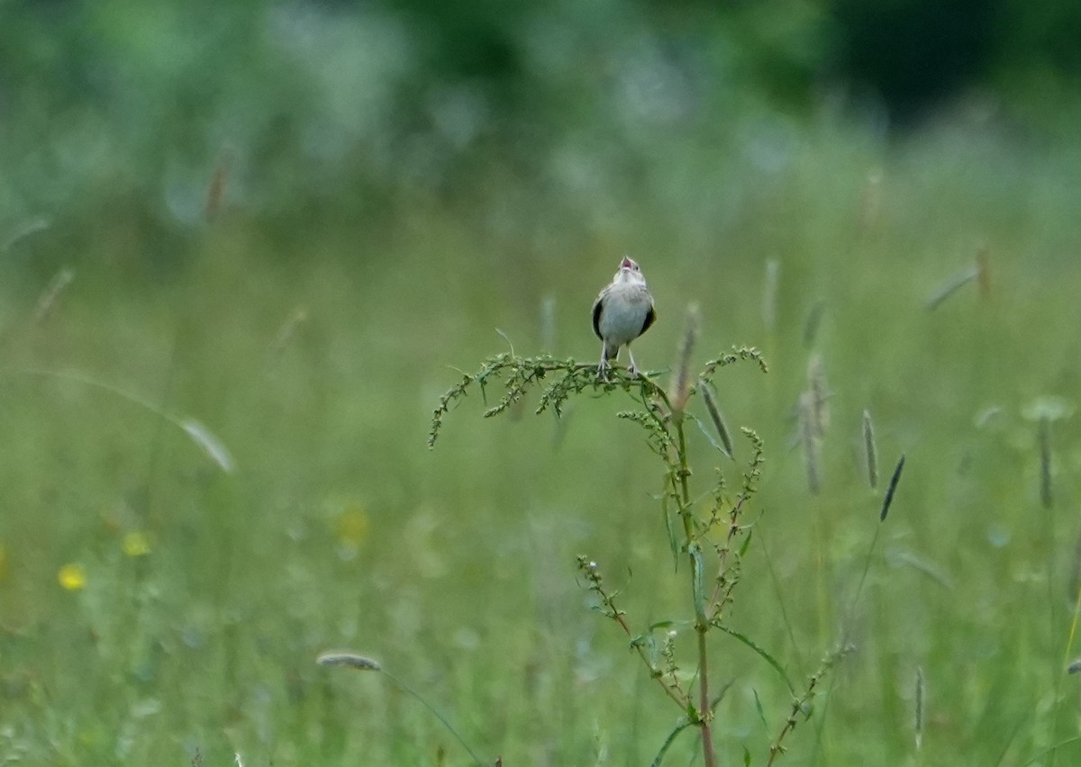 Grasshopper Sparrow - ML636949278