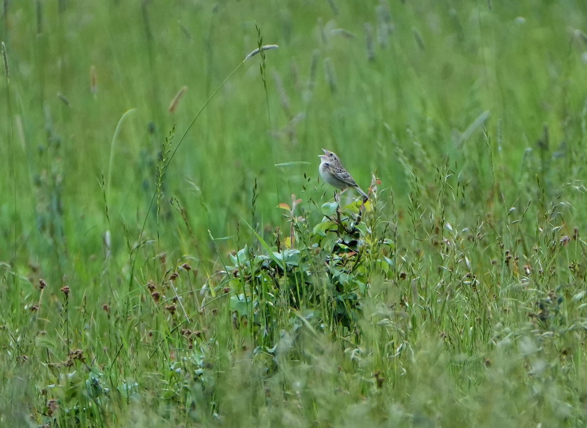 Grasshopper Sparrow - ML636949282