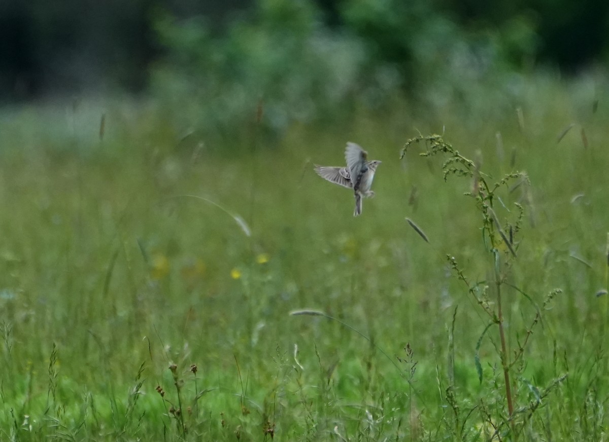 Grasshopper Sparrow - ML636949283