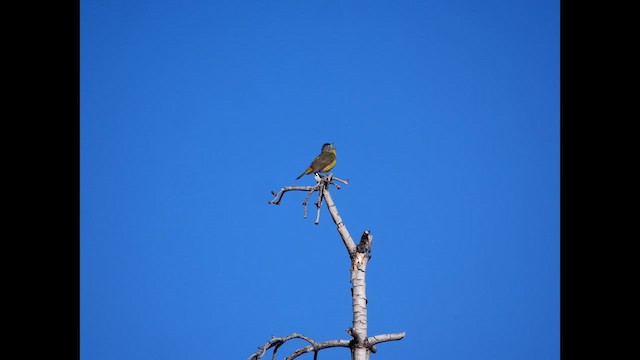 Nashville Warbler - ML636949418