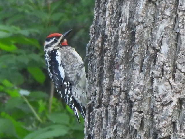 sapsucker sp. - ML636949486