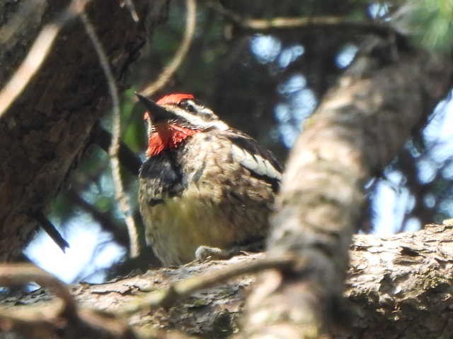 sapsucker sp. - ML636949488