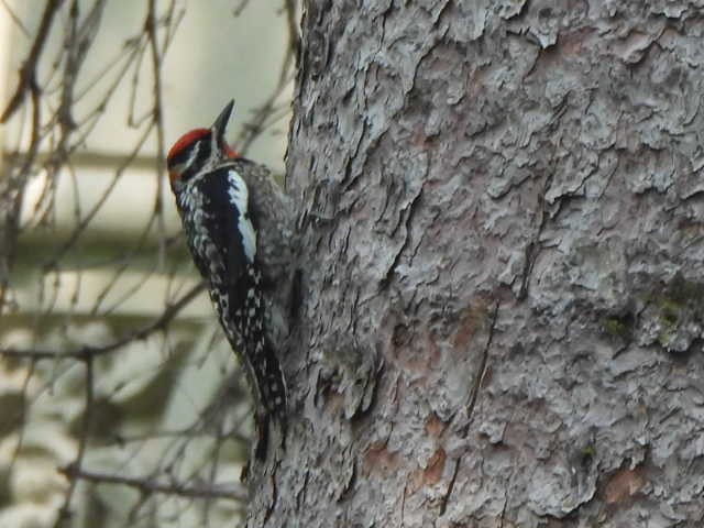 sapsucker sp. - ML636949489