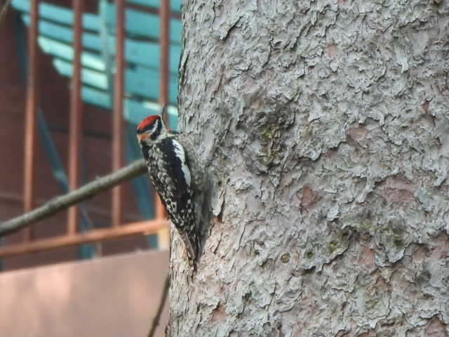sapsucker sp. - ML636949490