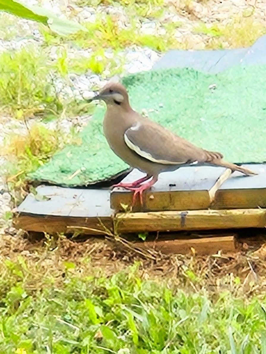 White-winged Dove - ML636949495