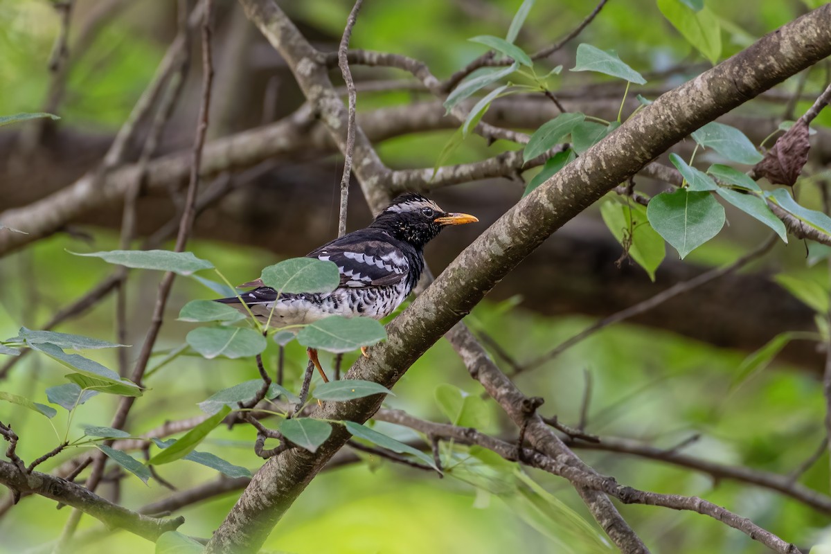 Pied Thrush - ML636949524